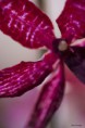 /album/l%27orchidee%3a-fleurs-des-songes-aux-contours-r%c3%aaveurs/expo-intrenationale-de-lorchidee-mars-2013-021-jpg/